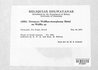 Uromyces wulffiae-stenoglossae image